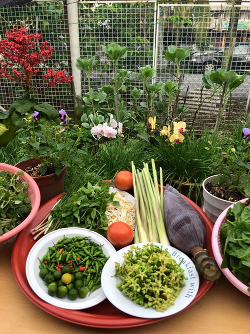 Mê mẩn vườn rau đón Tết 150m2 ở Malaysia của mẹ Việt - 7