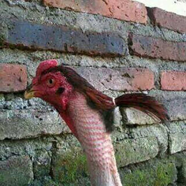 Để tóc "đuôi gà" đi chơi tết thôi.