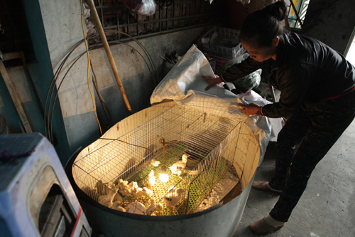 Gà Hồ tiến Vua nhân giống theo bộ một trống ba mái - 5