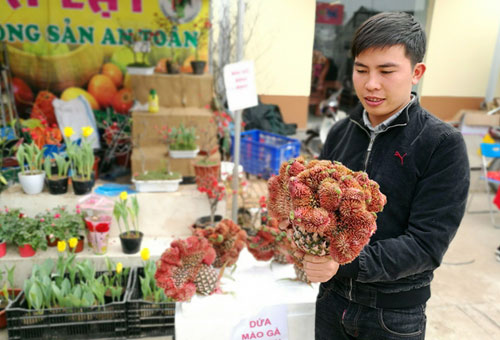 Dứa mào gà trưng Tết lần đầu tiên xuất hiện ở Thủ đô - 2