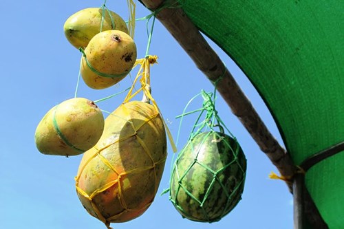 Dưa hấu khắc chữ thư pháp bán ngập đường phố Cà Mau - 4