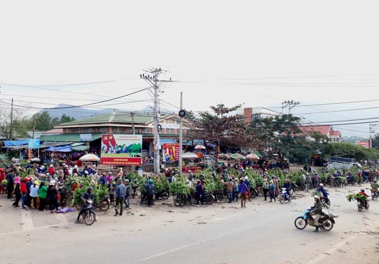 Cận Tết, thâm nhập “thủ phủ” chuối mốc Quảng Trị - 2