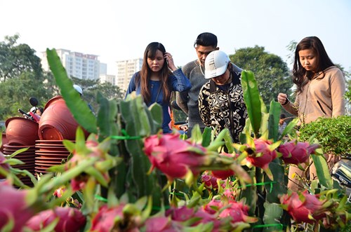 Thanh long cảnh &#39;đổ bộ&#39; chợ Tết Thủ đô - 15