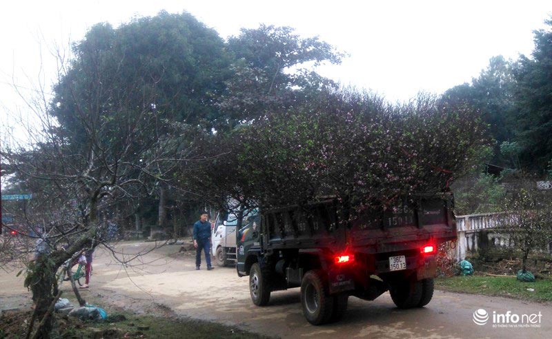 Làng đào phai Xuân Du kiếm hàng chục tỉ đồng từ vụ Tết - 2