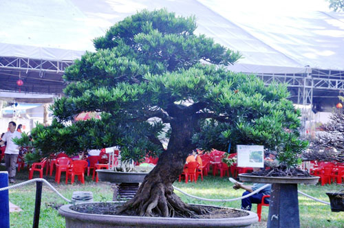 Tận thấy những cây bonsai dáng độc hội tụ ở Sài Gòn - 5