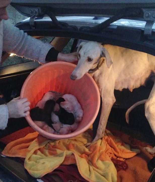 Chó mẹ gãy chân lặn lội 3km tìm người cứu đàn con nhỏ - 2