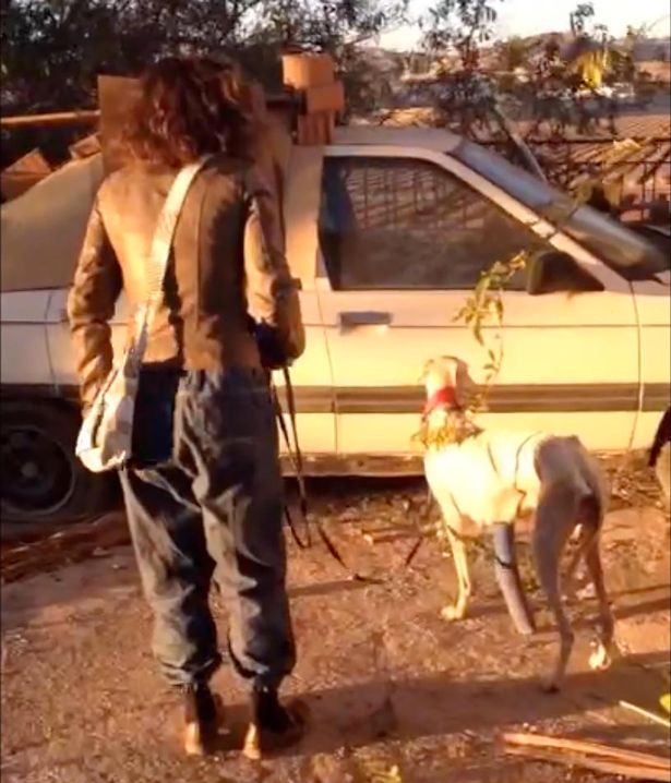 Chó mẹ gãy chân lặn lội 3km tìm người cứu đàn con nhỏ - 3