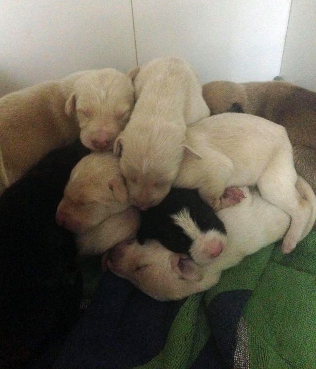 Chó mẹ gãy chân lặn lội 3km tìm người cứu đàn con nhỏ - 4