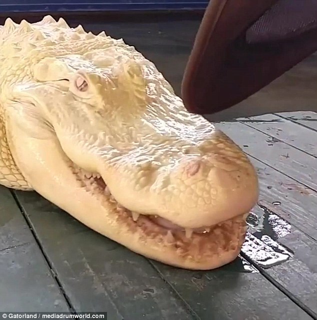 Video: “Cá sấu ma” da trắng, mắt hồng cực quý hiếm ở Mỹ - 1