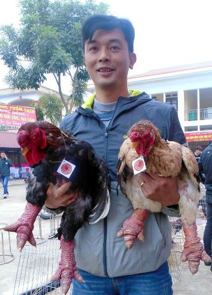 Ngắm cặp gà Đông Tảo có đôi chân đẹp nhất Việt Nam - 1