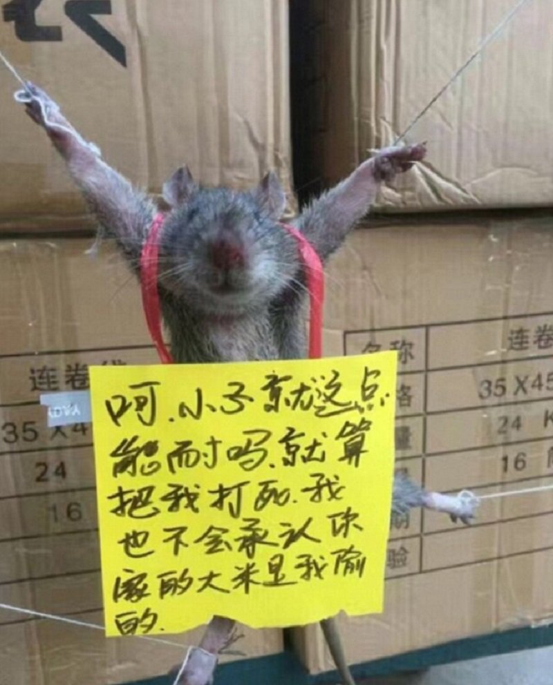 TQ: Chuột bị trói chân, làm nhục vì tội ăn vụng gạo - 1