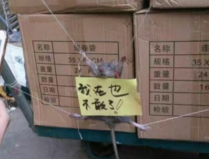 TQ: Chuột bị trói chân, làm nhục vì tội ăn vụng gạo - 2
