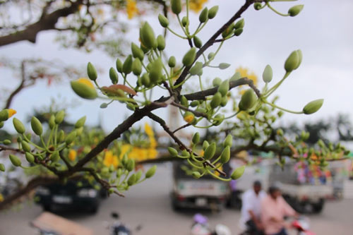 Đã mắt với mai khủng &#34;dáng đa đầu làng&#34; 2 tỷ đồng - 5