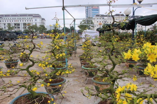 Đã mắt với mai khủng &#34;dáng đa đầu làng&#34; 2 tỷ đồng - 8