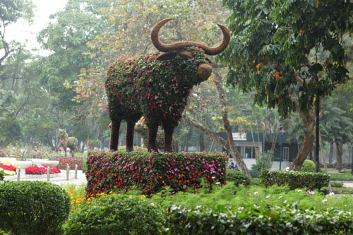 Gà trống mô hình khổng lồ khiến người HN thích thú - 11