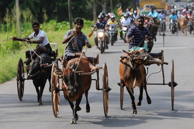 Tại Sri Lanka, những ngôi làng của người Sinhala và Tamil thường tham gia các cuộc thi giao hữu như nhảy bao bố, kéo co, đua xe bò kéo hay thi hái dừa.