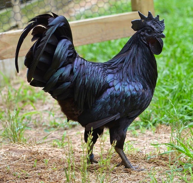 Giống gà đen từ máu đen ra đắt nhất thế giới - 1