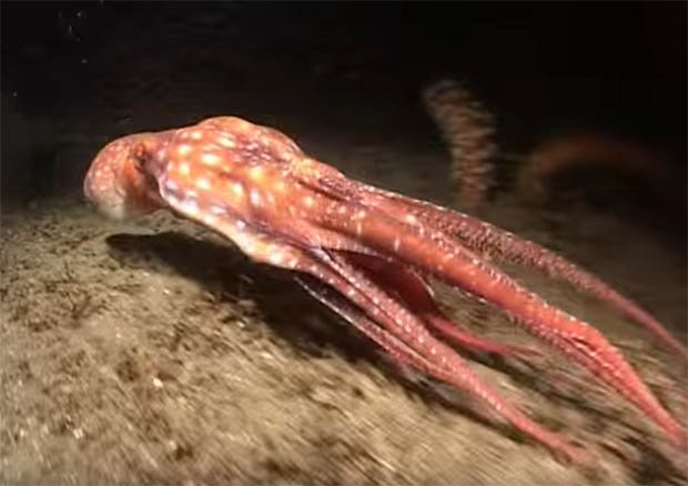 Bắt gặp bạch tuộc ăn thịt đồng loại dưới đáy biển - 1