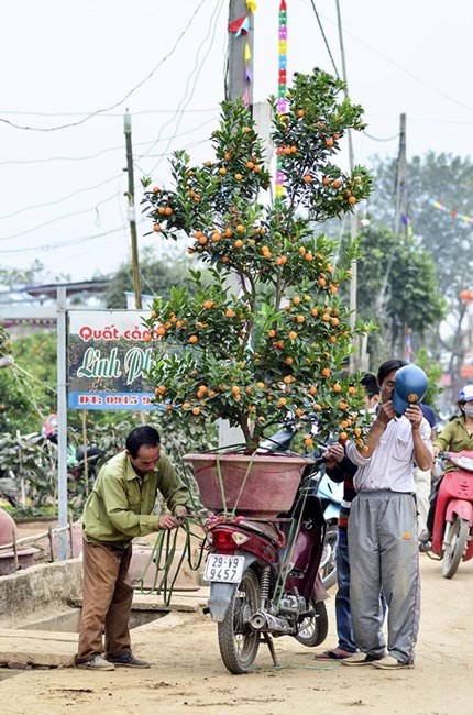 Đào Nhật Tân, quất Tứ Liên tấp nập từ vườn ra chợ - 13