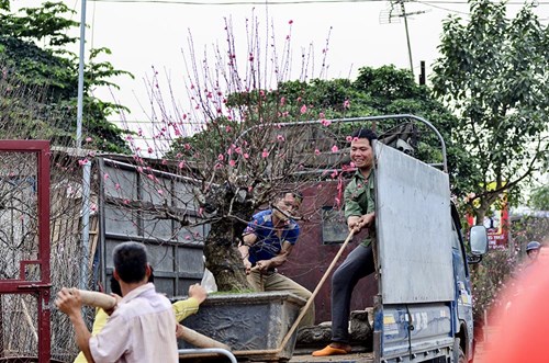 Đào Nhật Tân, quất Tứ Liên tấp nập từ vườn ra chợ - 2