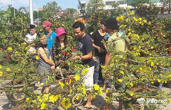 Đà Nẵng: Nắng lên, chợ hoa Tết Đinh Dậu lại sôi động! - 4