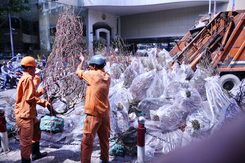 Hàng trăm gốc đào ở SG bị vứt vào xe rác trưa 30 Tết - 1
