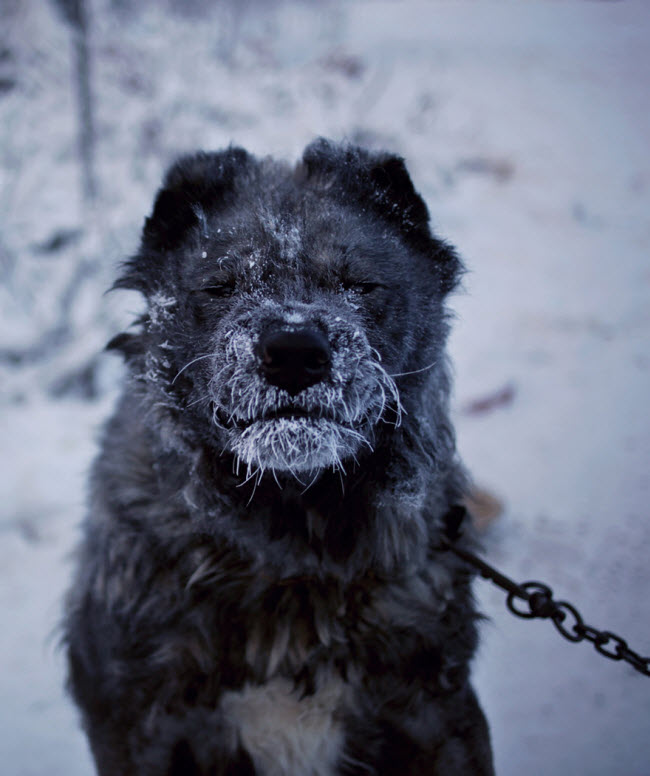 Những chú chó tại ngôi làng Oymyakon có lớp lông dày để giữ ấm cho cơ thể.