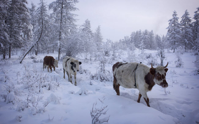 Những con bò sữa ở ngôi làng Oymyakon cũng có lớp lông dày hơn bình thường.