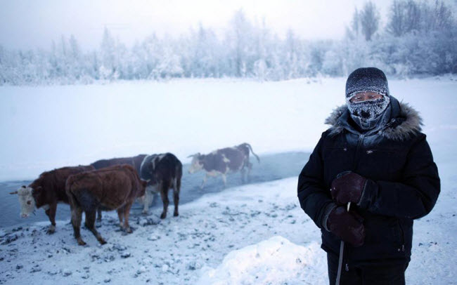 Một người đàn ông chăn bò trên thảo nguyên phủ đầy tuyết gần ngôi làng Oymyakon.
