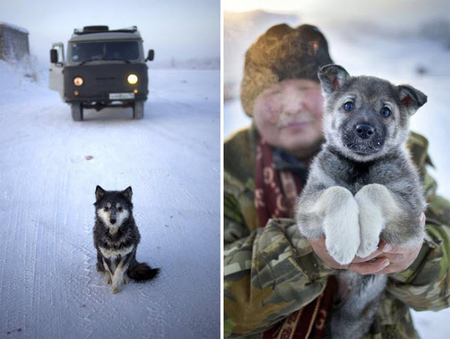 Chó là loài vật thân thiết của người dân sống ở Oymyakon.