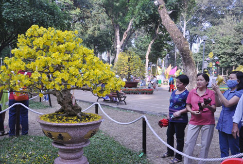 Ngắm mai giật giải đặc biệt, “hái” vàng ở Hội hoa xuân SG - 3