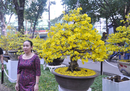 Ngắm mai giật giải đặc biệt, “hái” vàng ở Hội hoa xuân SG - 7