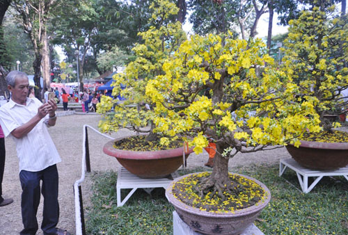 Ngắm mai giật giải đặc biệt, “hái” vàng ở Hội hoa xuân SG - 5