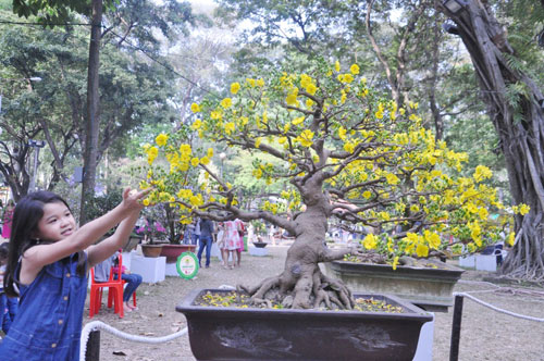 Ngắm mai giật giải đặc biệt, “hái” vàng ở Hội hoa xuân SG - 10