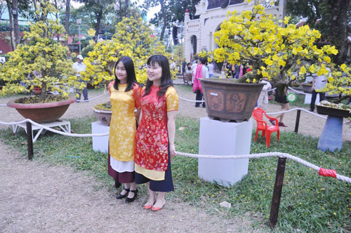Ngắm mai giật giải đặc biệt, “hái” vàng ở Hội hoa xuân SG - 12