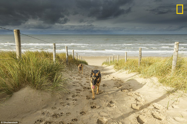 Noordwjk Beach tại Hà Lan có một bãi biển dành riêng cho những chú cún và một đường bờ biển tuyệt đẹp.