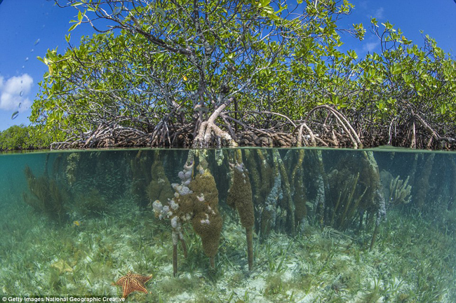 South Water Caye Reserve tại Belize là một tập hợp của những rạn san hô đầy màu sắc, cá thần tiên, cá bắp nẻ xanh và rùa biển.