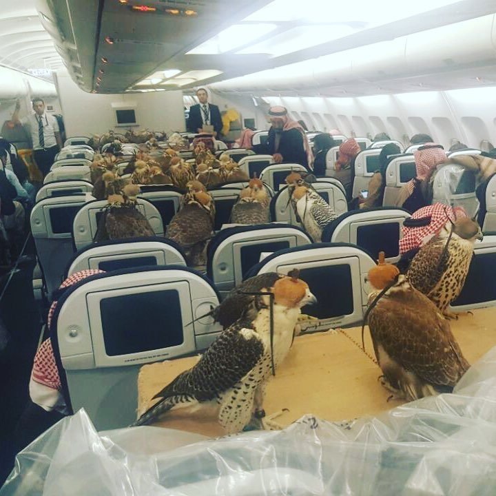 Hoàng tử Saudi mua vé máy bay cho 80 con chim ưng - 1