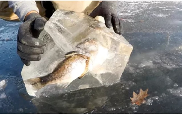 Kì dị: Cá lớn đang đớp cá bé thì bị đông cứng trong băng - 1