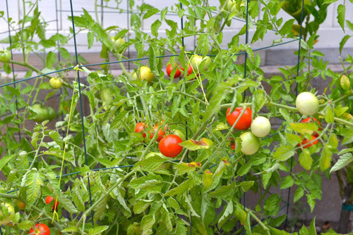 Những biệt thự tuyệt đẹp của sao Việt ở trời Tây - 5