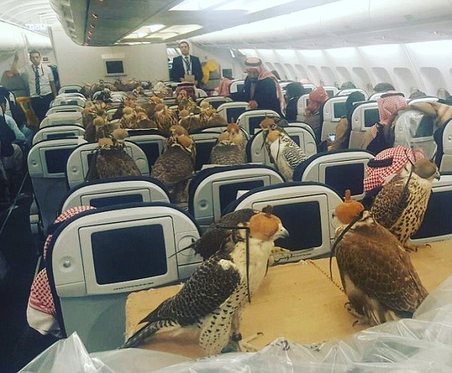 80 chim ưng của hoàng tử Saudi được chăm sóc thế nào? - 1