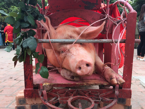 Tục chém lợn năm nay khác xưa như thế nào? - 2