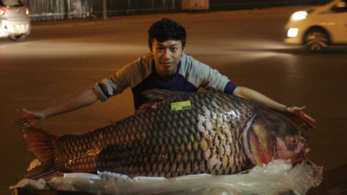 Cá hô đỏ &#34;khủng&#34; gần 100kg xuất hiện ở Hà Nội - 1