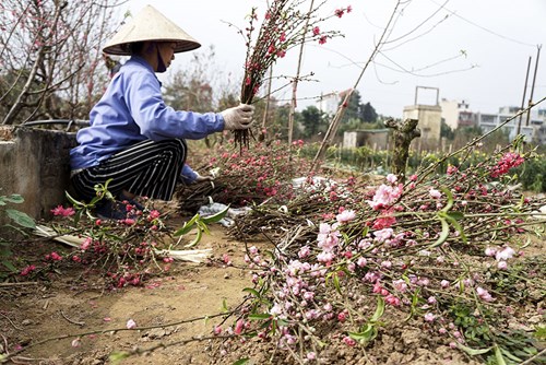 Đào Nhật Tân tấp nập ra chợ trước ngày Rằm tháng Giêng - 5