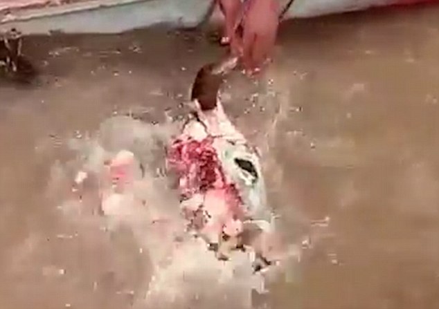 Video: Đàn cá “ăn thịt người” rỉa sạch đầu bò ở Amazon - 1