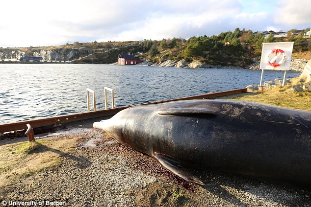 Na Uy: Phát hiện sự thật đau lòng khi mổ bụng cá voi - 1