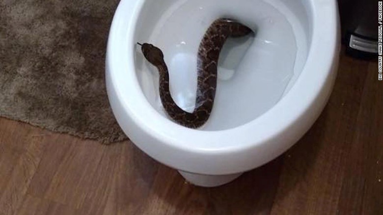 Mỹ: Hết hồn phát hiện 24 rắn chuông ẩn nấp khắp nhà - 1