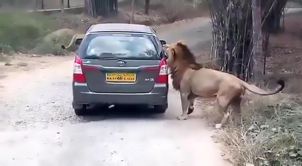 Sư tử cào cấu, cắn xé ô tô chở du khách ở Ấn Độ - 1