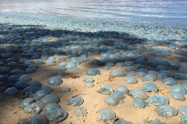 Hàng nghìn con sứa chi chít dạt vào bờ biển Úc - 1