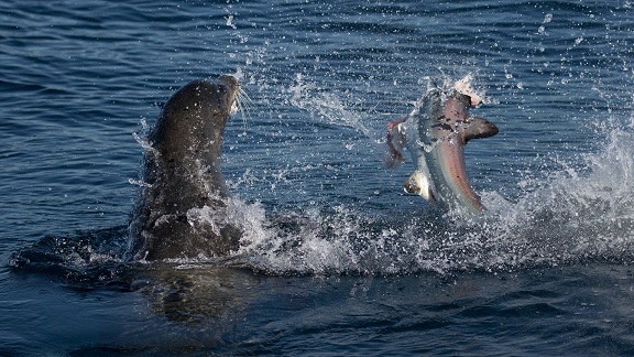 Sư tử biển 3 tạ cắn đứt đầu cá mập, ăn tươi nuốt sống - 3